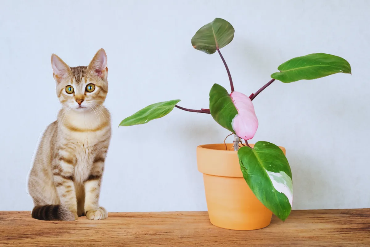 Is Pink Princess Philodendron Toxic to dogs and cats