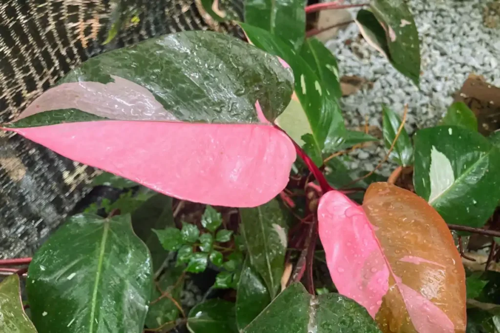 PINK PRINCESSS PHILODENDRON PLANT