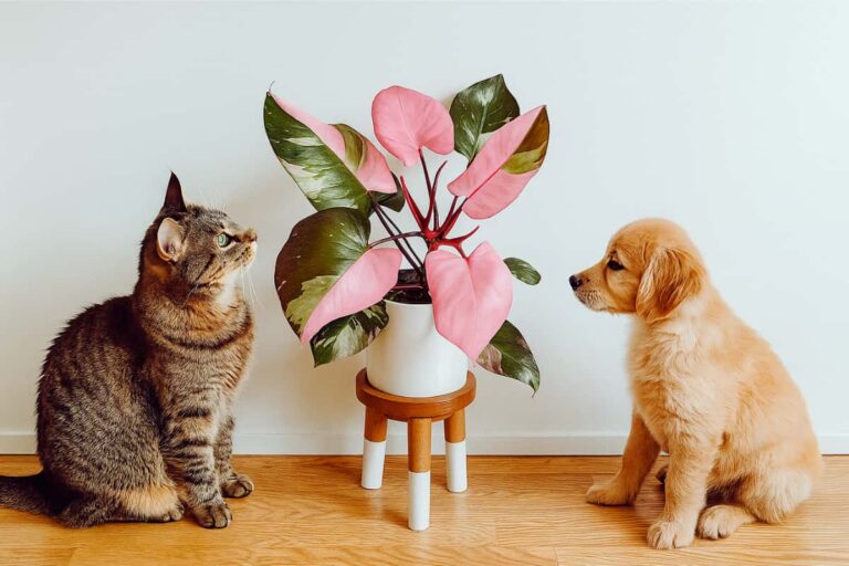 are pink princess philodendron toxic to pets