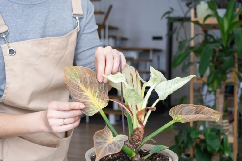 Philodendron Birkin's Leaf Problems and Solutions