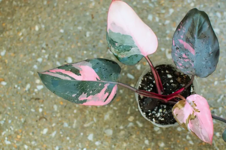 Pink Princesses Philodendron
