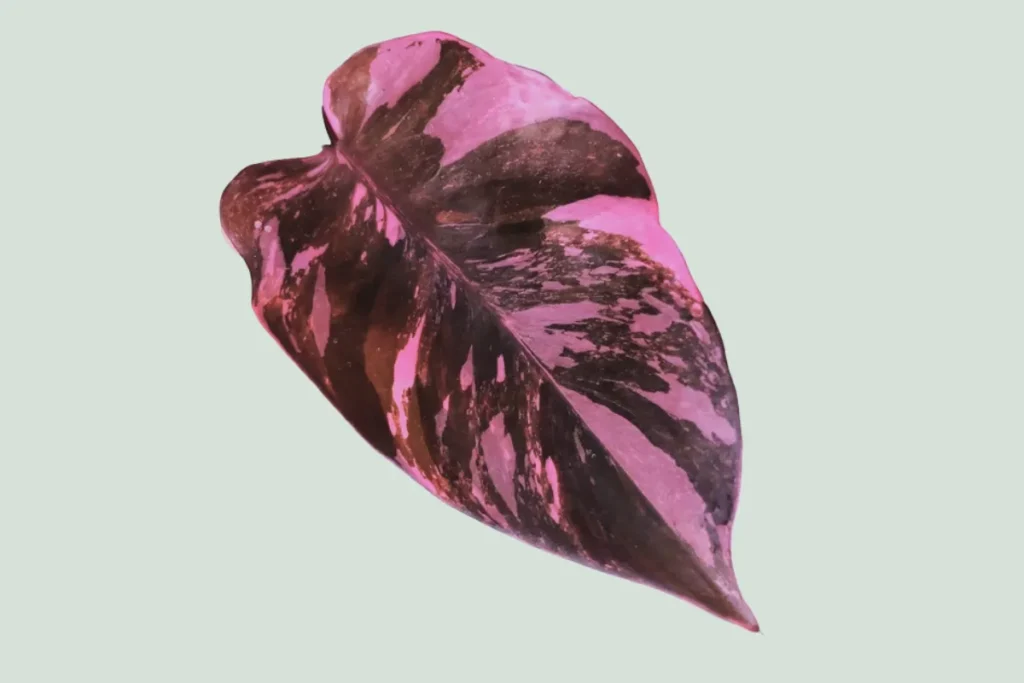 philodendron pink princes leaves toxicity