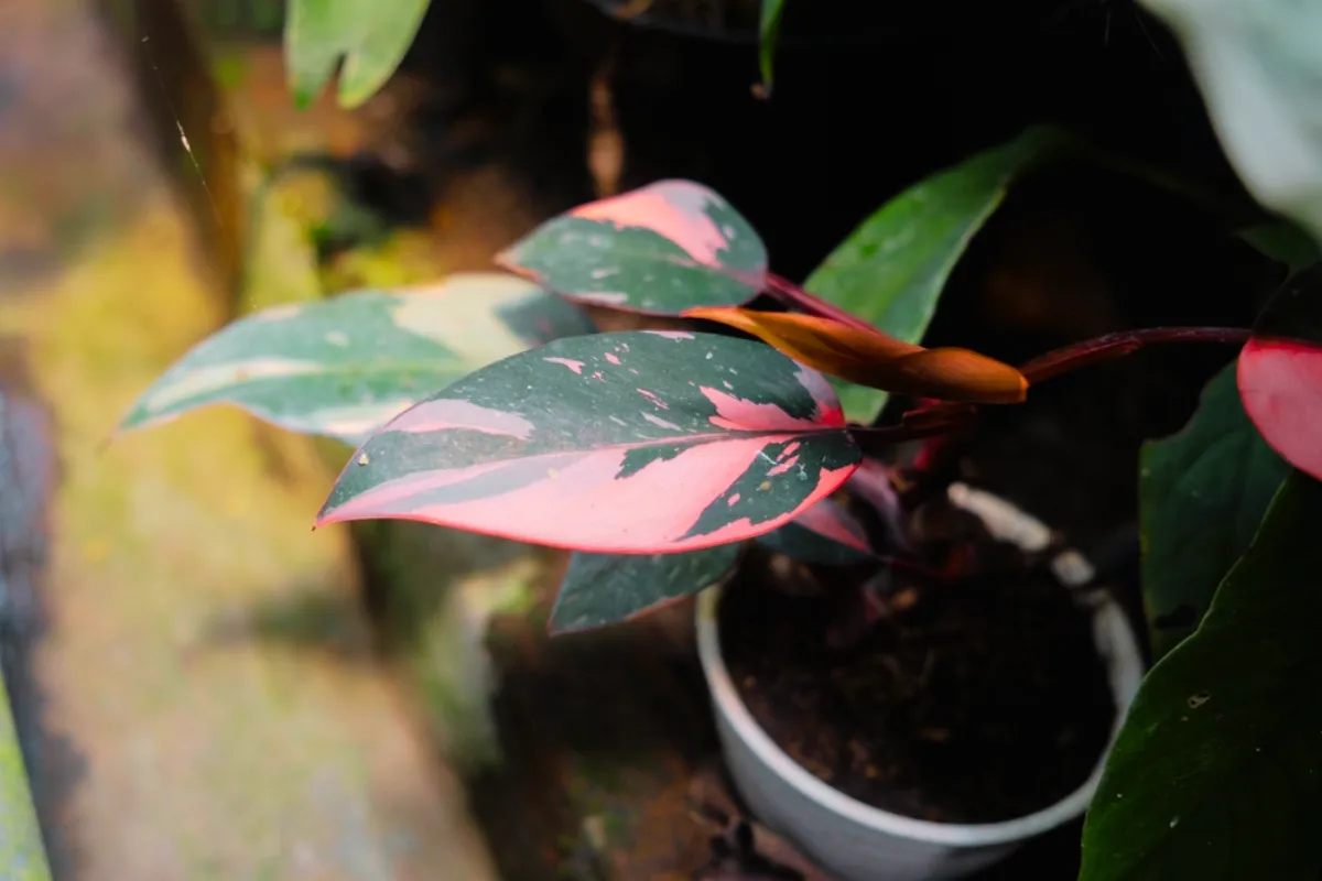 Role of Nutrients to Boost Pink Philodendrons Color