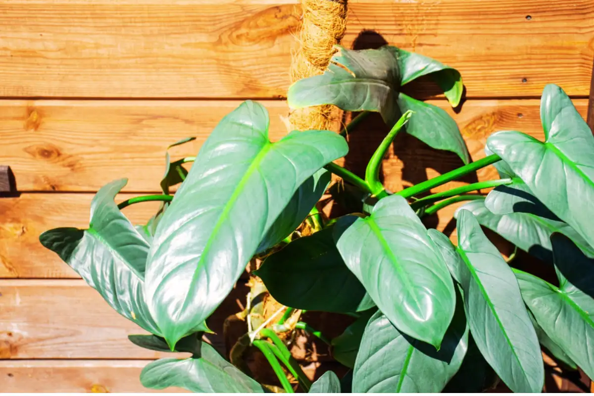 Philodendron hastatum care whihc is also called silver sword