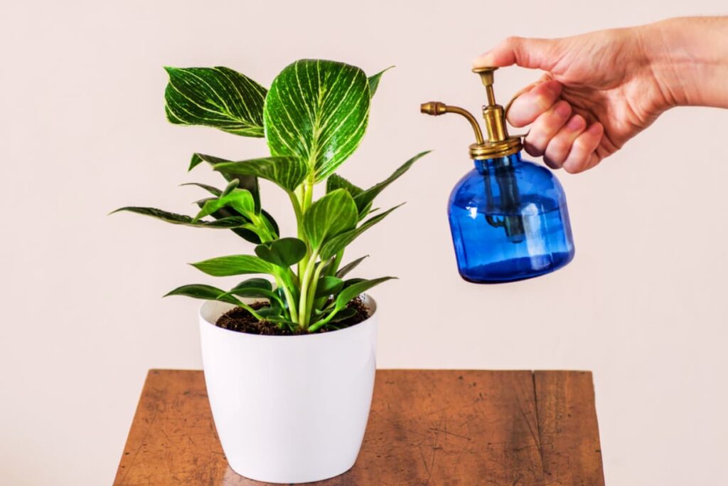 How much to water birkin philodendron