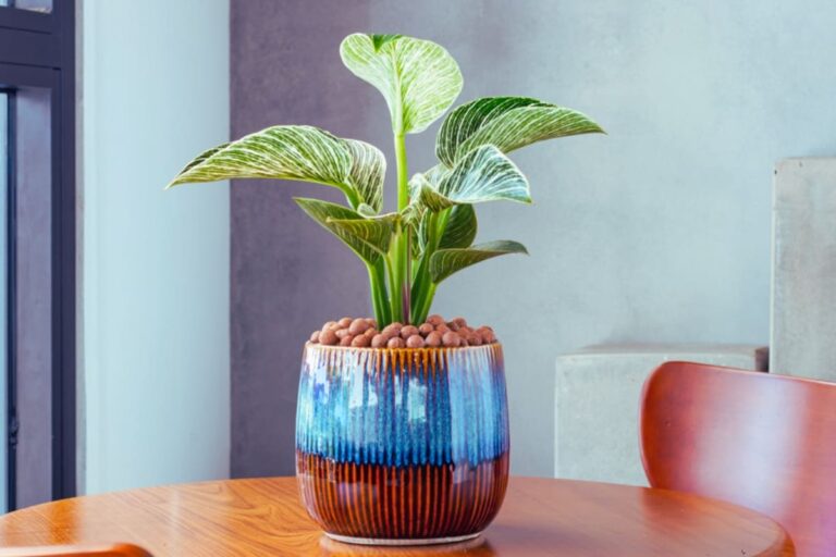 Grow, and Care for Your Philodendron Birkin