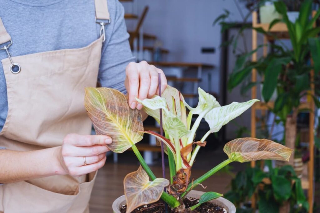 birkin philodenron leaf problems