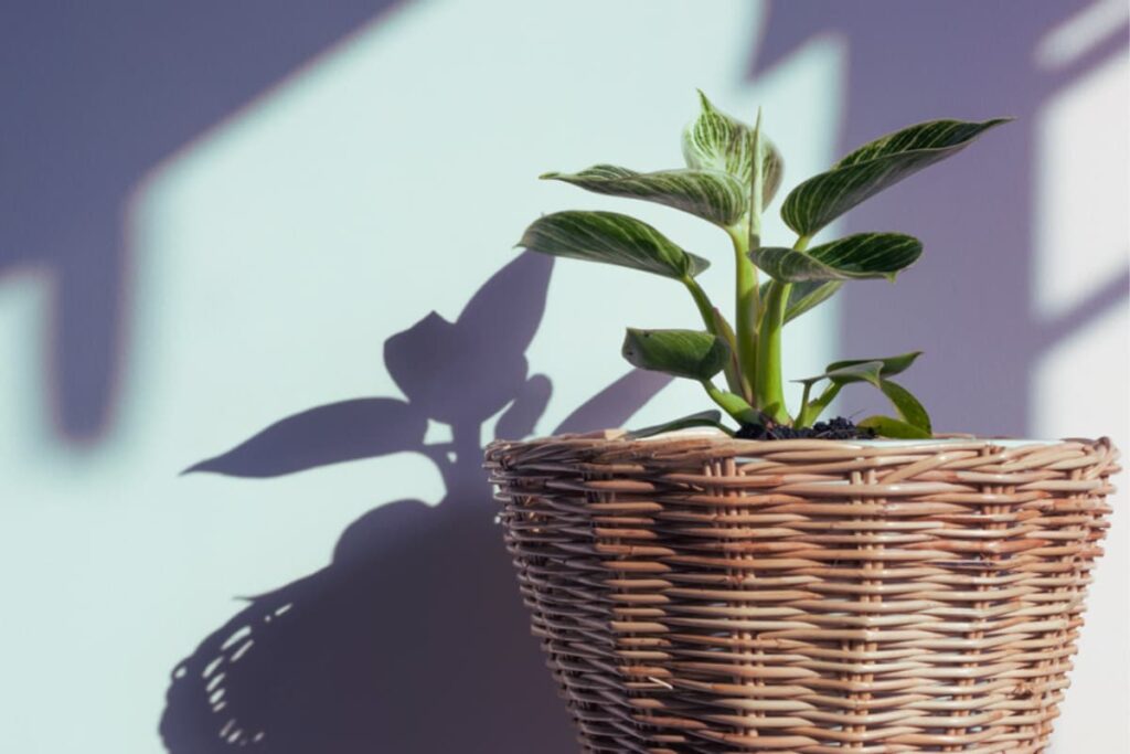 how much sun birkin philodendron need