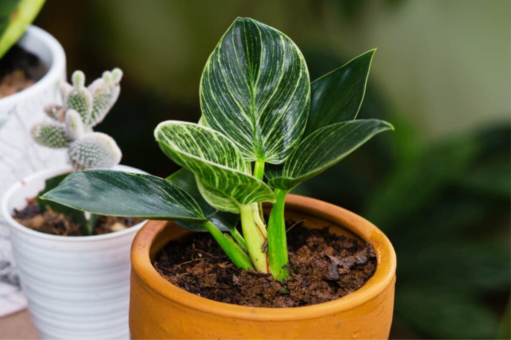 how to propagate birkin philodenron