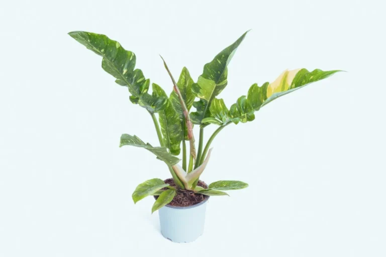 Philodendron ring of fire